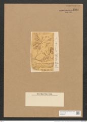 Schizonema torquatum W. Sm. (de-Toni-Nr.: Genus 20, Species 1194) Zeichnungen Sammlung Grunow Nr. 2301 (NHMW-BOT-W0369423)